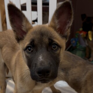 ジェイドくん　♂　4ケ月