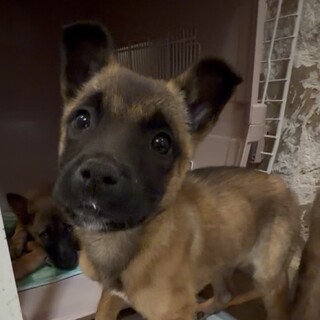 ルチルくん　♂　3ケ月