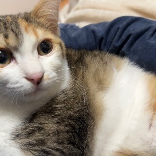 至急！生後6ヶ月三毛猫ちゃん