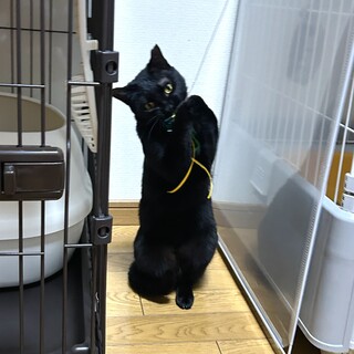 黒猫くーちゃん