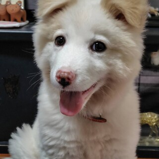 元野犬可愛い女の子。ずっとの家族になってください。