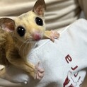 複数応募いただいたため受付終了