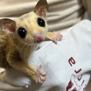 複数応募いただいたため受付終了