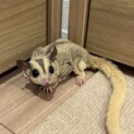 フクロモモンガ　募集終了　