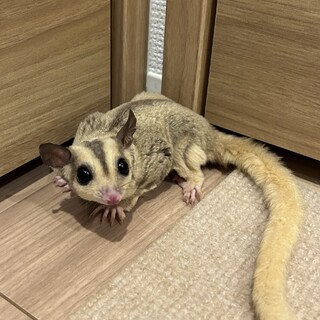 フクロモモンガ　募集終了　