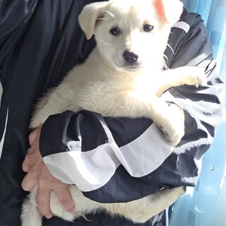 4日間、川に落ちてた野犬の子