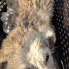 4日間、川に落ちてた野犬の子 サムネイル2