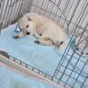 4日間、川に落ちてた野犬の子 サムネイル3