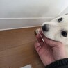 4日間、川に落ちてた野犬の子 サムネイル4