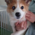 元野犬の可愛い女の子　ずっとの家族探しています。