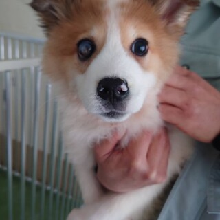 元野犬の可愛い女の子　ずっとの家族探しています。