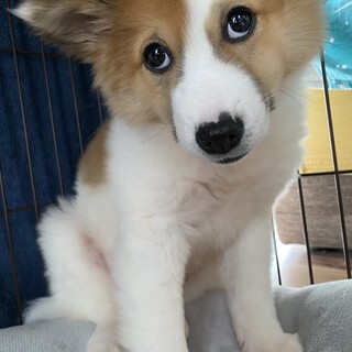 元野犬の可愛い女の子　ずっとの家族探しています。