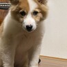 元野犬の可愛い女の子　ずっとの家族探しています。 サムネイル2