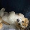 元野犬の可愛い女の子　ずっとの家族探しています。 サムネイル4