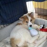 元野犬の可愛い女の子　ずっとの家族探しています。 サムネイル5