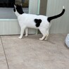 初めての猫にもおすすめ！ベタ甘すぎるスリゴロ男子 サムネイル7