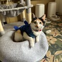 雑種のメス、4歳三毛猫ちゃんです！
