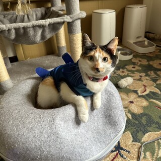 雑種のメス、4歳三毛猫ちゃんです！