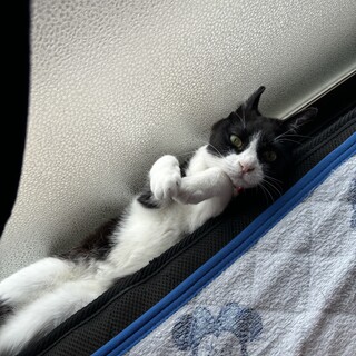 雑種のメス、3歳ハチワレ猫ちゃんです！