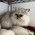 甘えん坊なペルシャ猫ちゃん