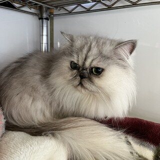 甘えん坊なペルシャ猫ちゃん