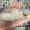 甘えん坊なペルシャ猫ちゃん サムネイル2