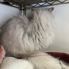 甘えん坊なペルシャ猫ちゃん サムネイル3