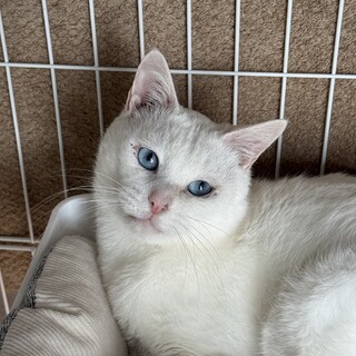 人馴れOK！　多頭飼育崩壊出身　白猫の男の子　雪