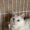 人馴れOK！　多頭飼育崩壊出身　白猫の男の子　雪 サムネイル2