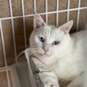 人馴れOK！　多頭飼育崩壊出身　白猫の男の子　雪 サムネイル7