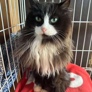 ゆっくり距離を縮めてくれる家族募集♡シニア猫のエメ