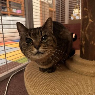 甘えん坊のシニア猫♡キジトラの千歳ちゃん