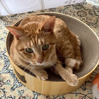 とても元気で甘えん坊の男の子★ひなたくん