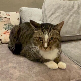 人が大好き！ついて歩く甘えん坊イケメン男子♂常くん