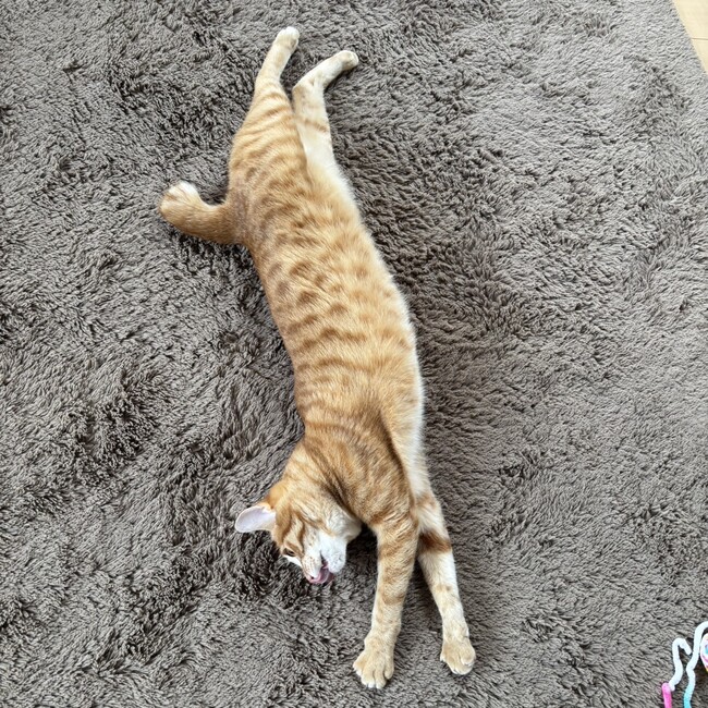 ななやんぬのカバー写真