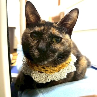 綺麗な尻尾を持ったサビ猫女子❤︎だんごちゃん