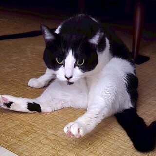 クリクリのお目めが映えてる美人さん♡マミちゃん