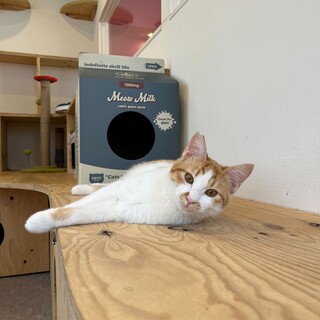 おっとりおとなしい茶白のぼるくん