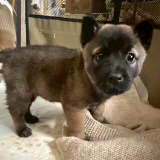 かわいい子犬　きんつばくん　2ヶ月