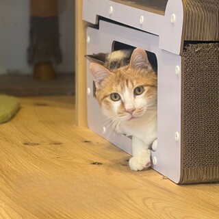 やんちゃボーイ！甘えん坊で優しいともくん