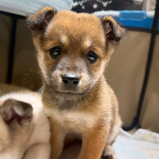 かわいい子犬　ねりきりちゃん　2ヶ月