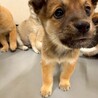 かわいい子犬　ねりきりちゃん　2ヶ月 サムネイル2