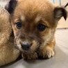 かわいい子犬　ねりきりちゃん　2ヶ月 サムネイル3