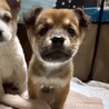 かわいい子犬　ねりきりちゃん　2ヶ月 サムネイル4