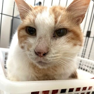 人馴れ◎とても穏やかな女の子❤︎シロちゃん