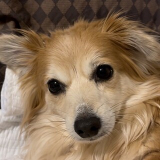 去勢済・各種予防注射済　最高に人懐こい明るい女の子