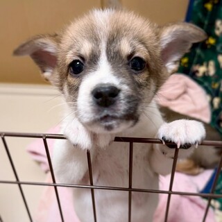 かわいい子犬　メメくん　2ヶ月