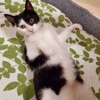 甘えん坊でスリスリ上手！★イゴくん