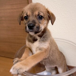 かわいい子犬　ココちゃん　2ヶ月