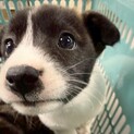 かわいい子犬　さくらもちちゃん　2ヶ月